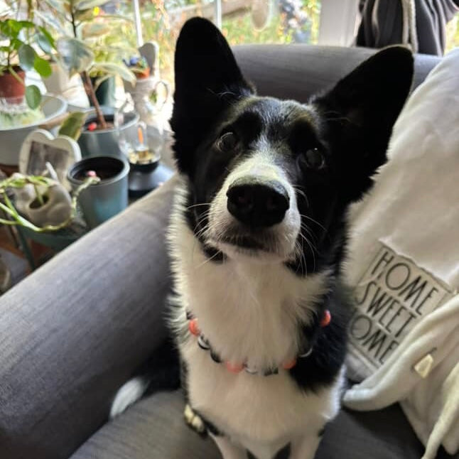 Black and white dog sitting on a couch with plants in the background