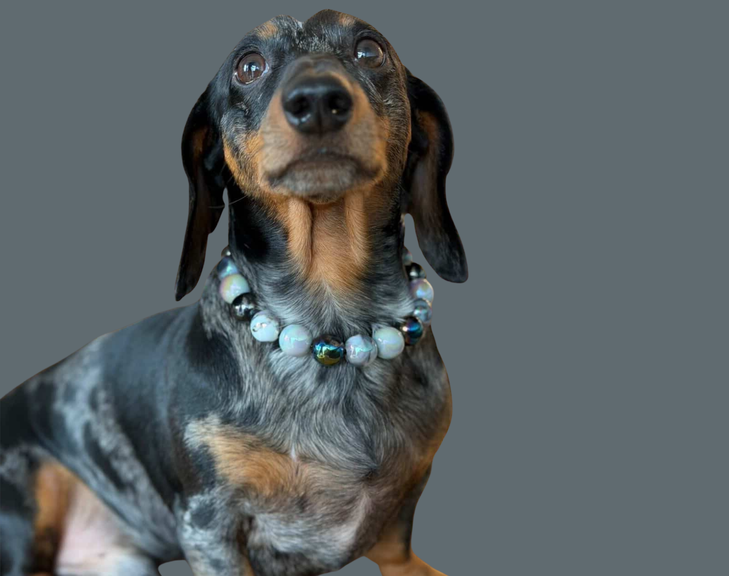 Dachshund wearing a Candy Shop Ab Shiny beaded pet collar named Ciara on a gray background
