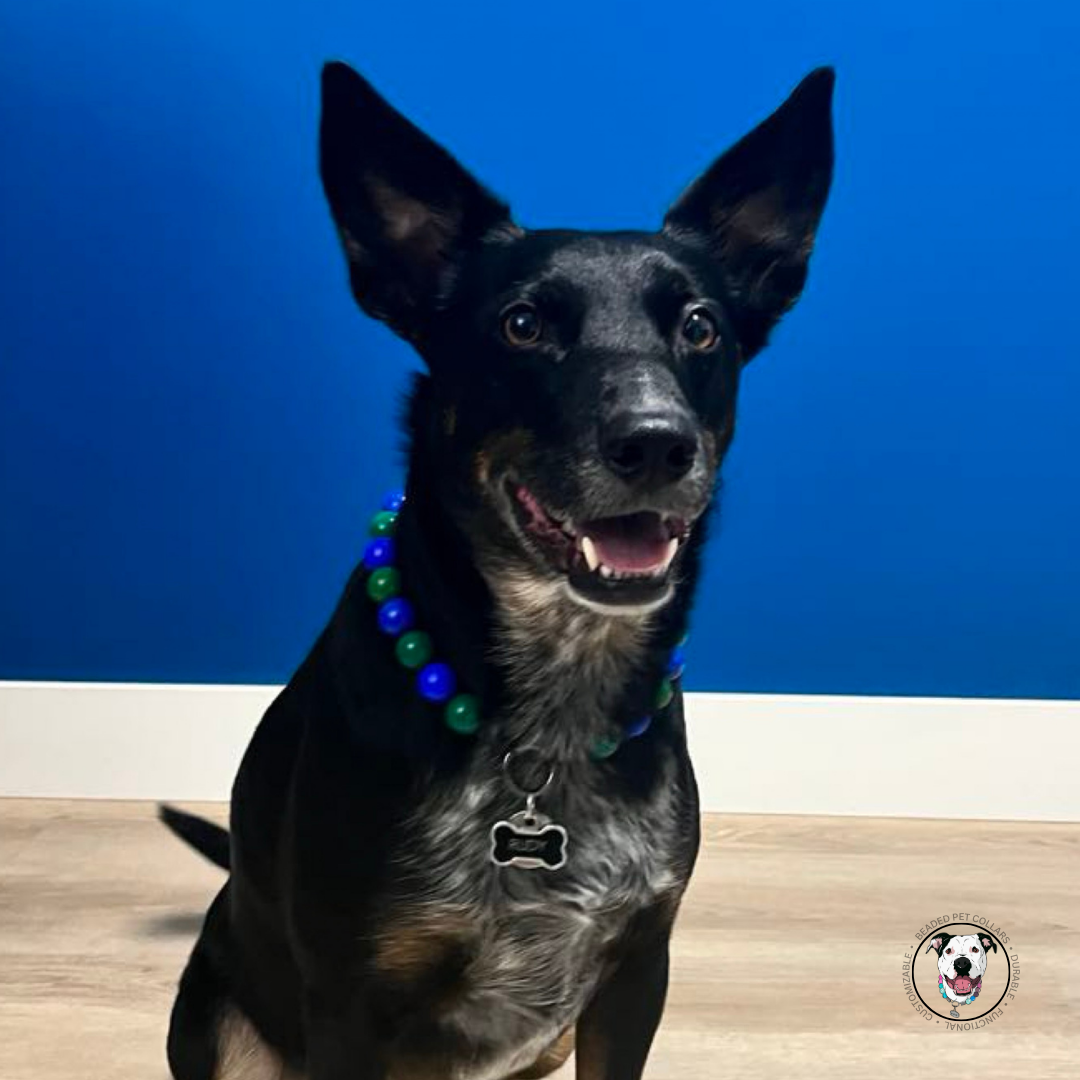 Happy dog wearing The Dino Bite - Handmade Slip on Beaded Pet Collar made with dark green and blue acrylic beads - customizable - Durable - adorable - Vancouver Hockey Canucks Theme Dog Collar  POPNCO