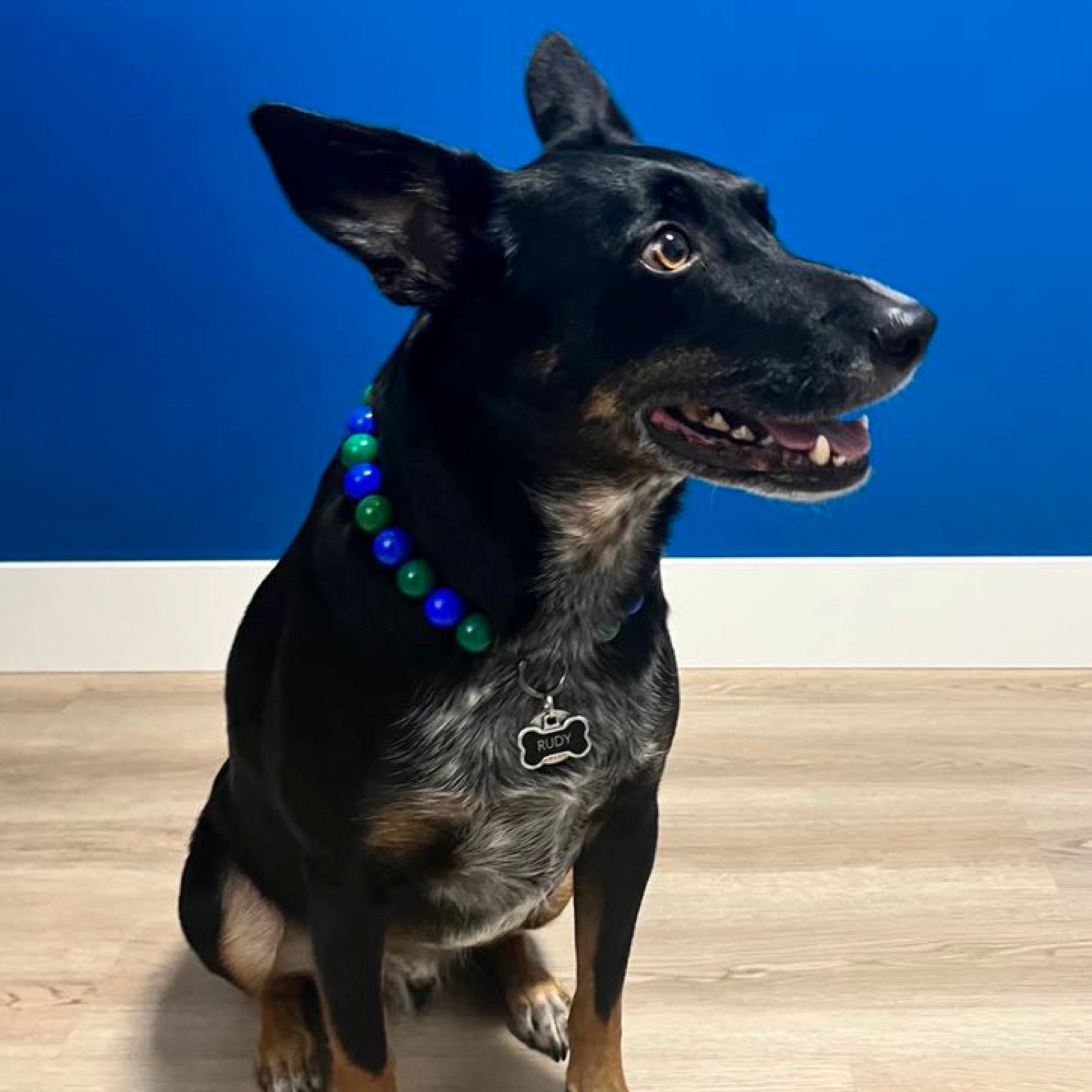 Blue and Green POPNCO Beaded pet Collar Canuck Collar on black dog named Rudy who is sitting on a wood floor with a blue background. 