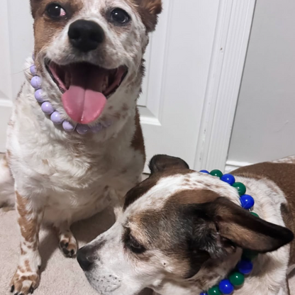 Two dogs wearing colorful collars standing side by side against a white wall. POPNCO