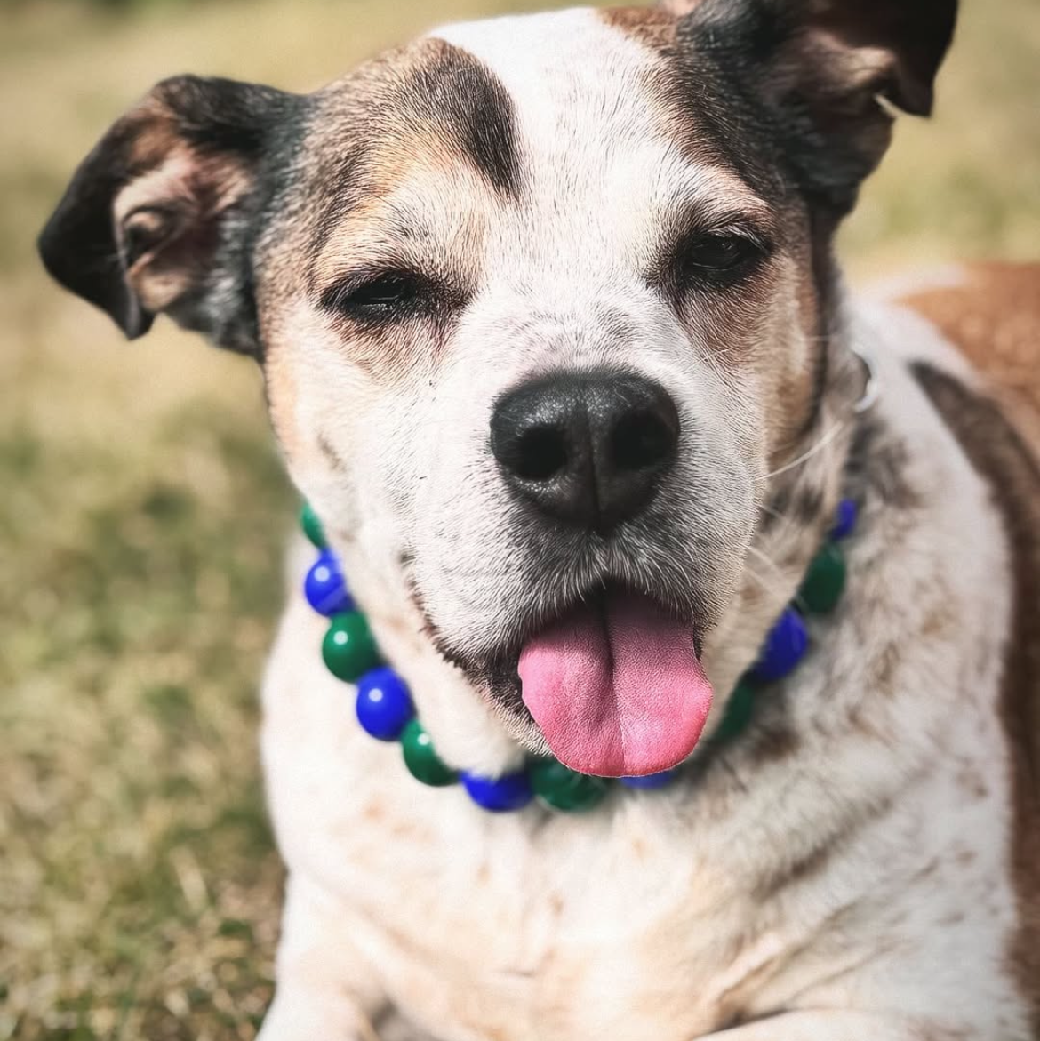 Dog with a colorful collar lying on grass