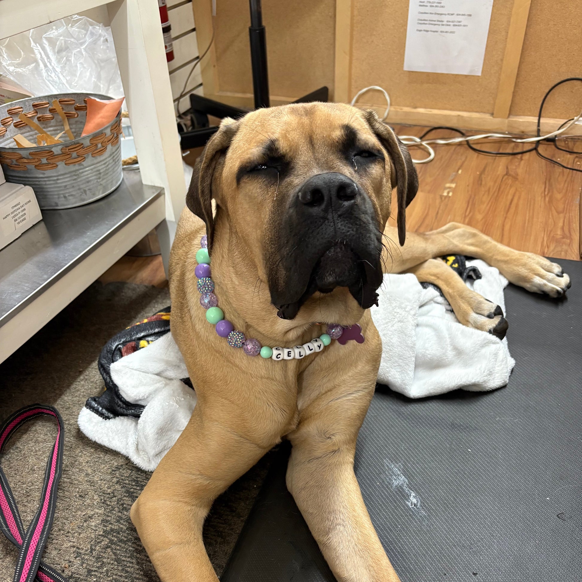Dog lying on a carpeted floor with a cardboard box and papers in the background
