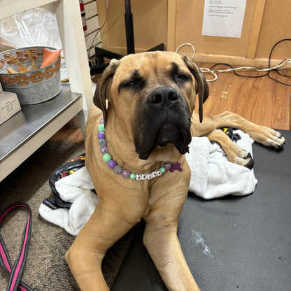 Dog lying on a carpeted floor with a cardboard box and papers in the background