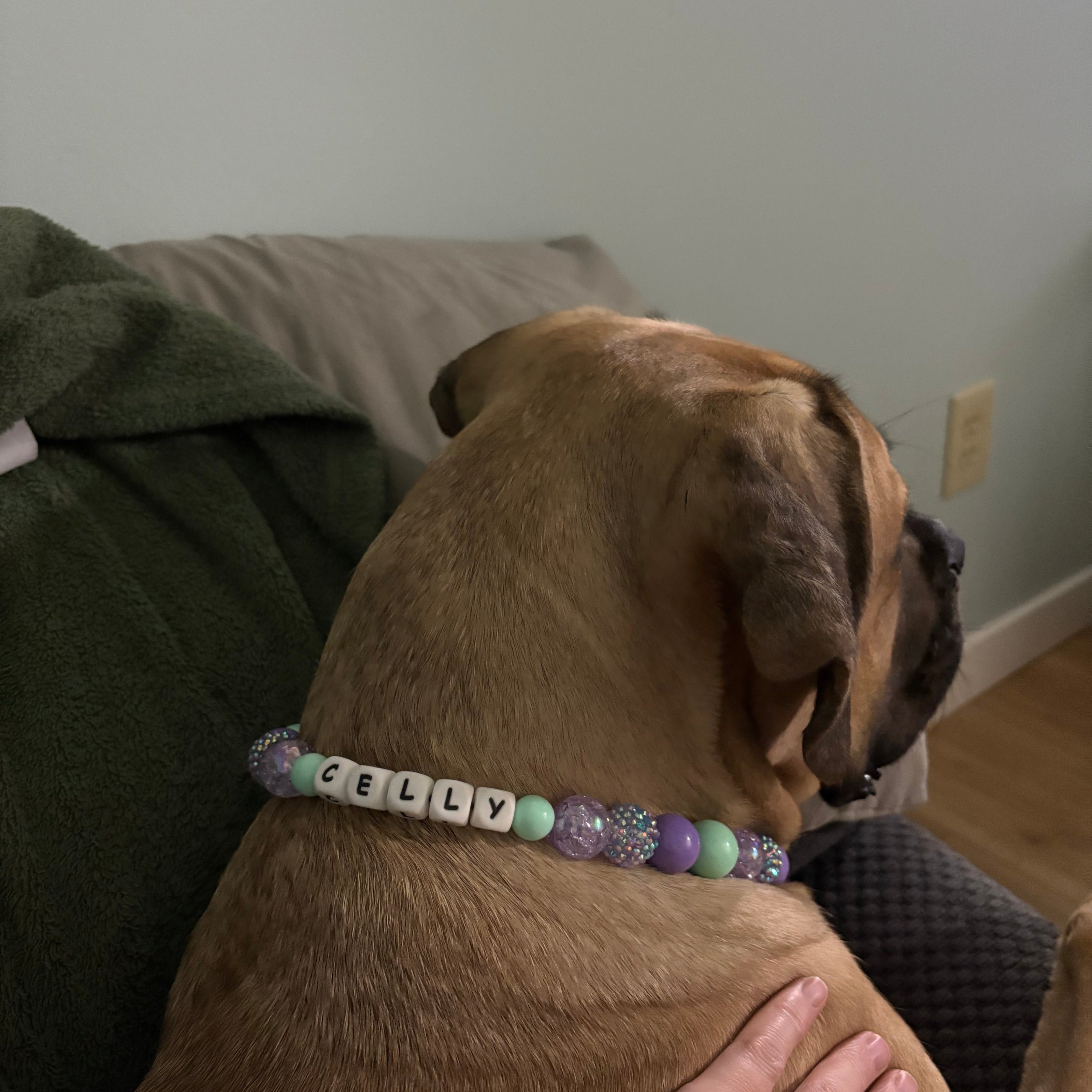 Dog wearing a beaded collar with engraved letters, held by a person. POPNCO Acrylic Beads, beaded collar, Beaded dog collar, Breathable dog collar, cat collar, Comfortable Dog Collar, dog collar, Durable dog collar, Easy to clean dog collar, fashion collar, handmade, Pet accessories, pet collar, popnco, Popnco dog collar, slip on collar, Slip on dog collar, Stylish dog collar