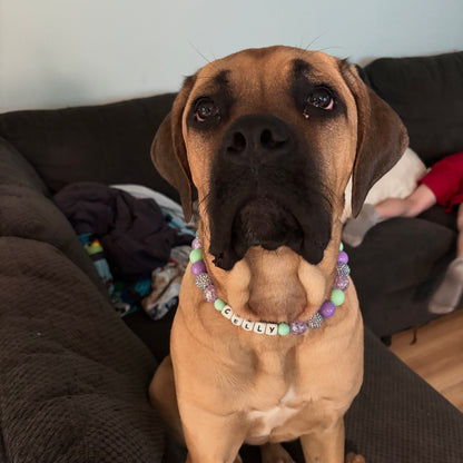 Dog wearing a colorful collar with beads sitting on a couch.