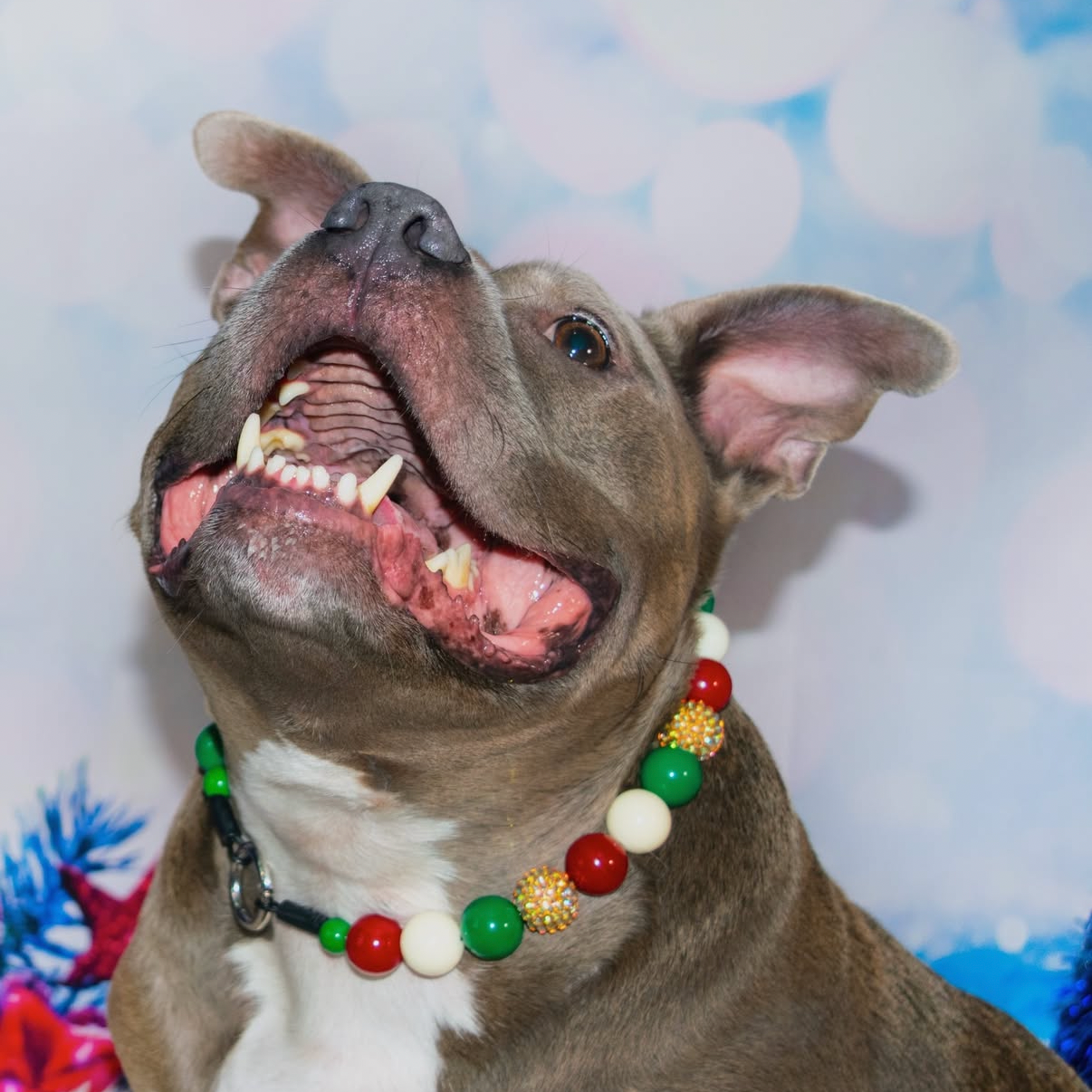 POPNCO Sweater Season Beaded Pet Collar from the Winter, Christmas Holiday Collection featuring alternating red, green gold and white acrylic and resin beads on aircraft grade Stainless steel wire.