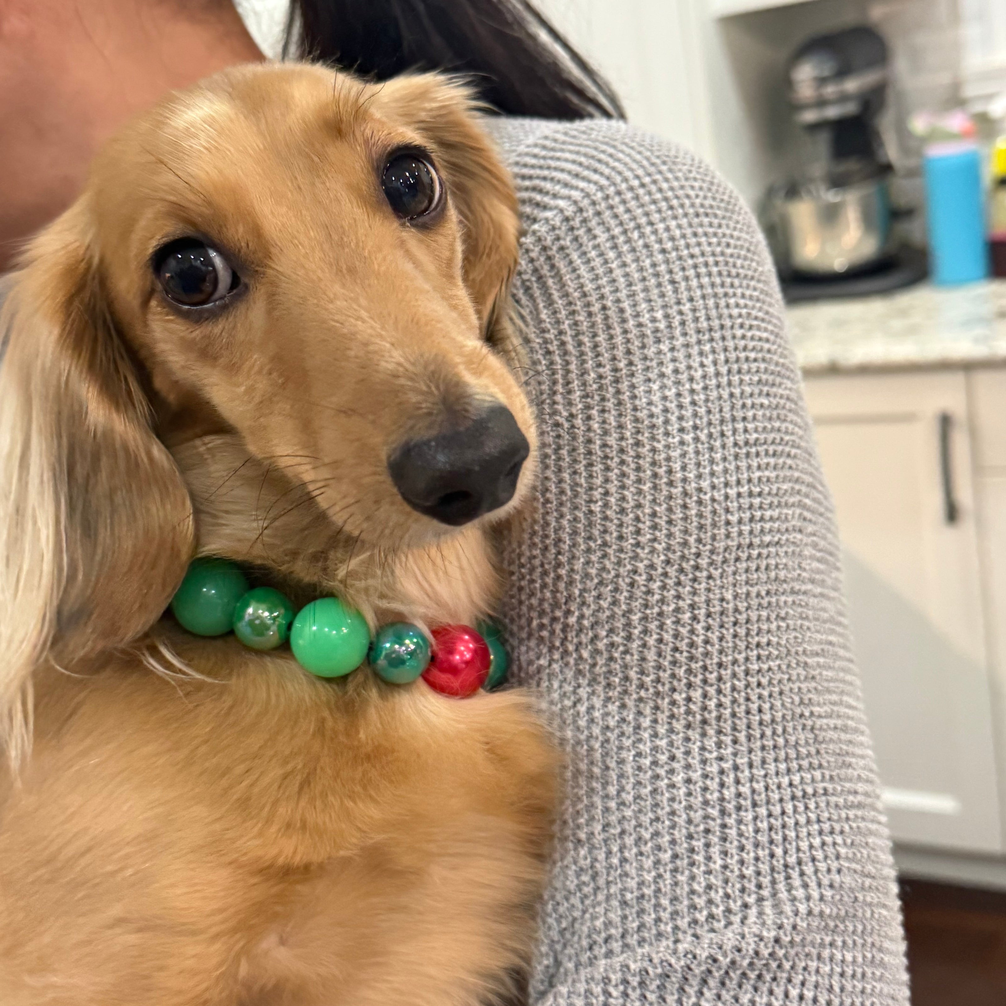 Small dog with a colorful bead collar lying on a person's lap in a kitchen.