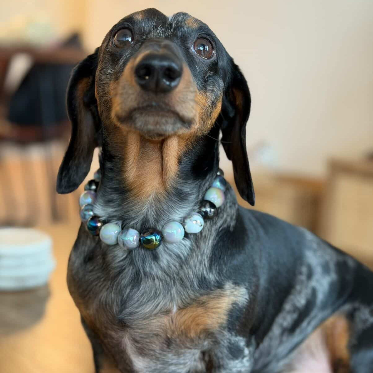 Small dog wearing a collar with beads indoors