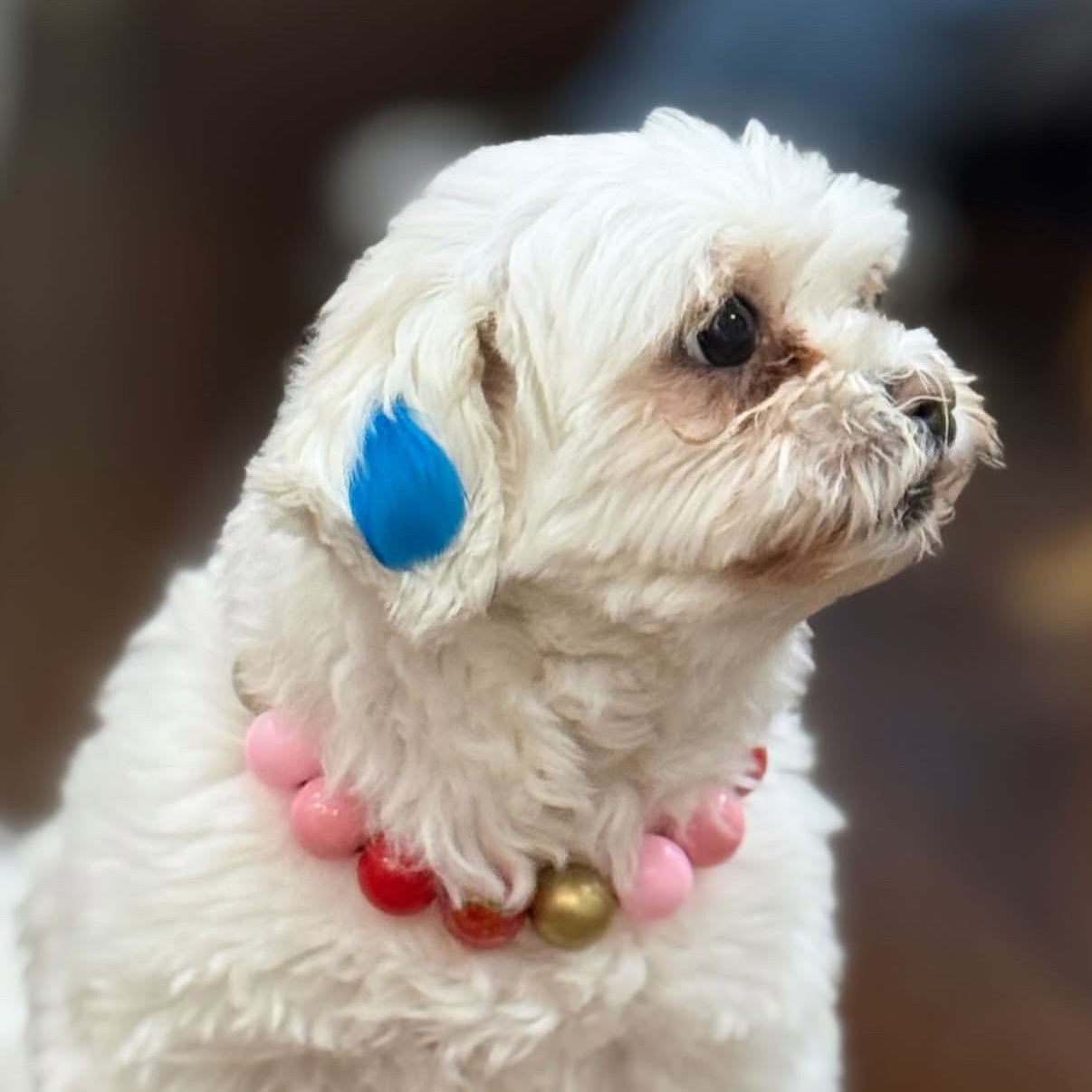 Small white dog with colorful beads on a collar, wearing a blue tag, on a wooden floor.