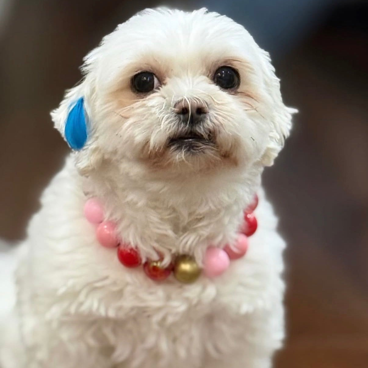 Small white dog wearing a colorful collar on a wooden floor