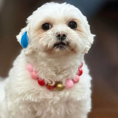 Small white dog wearing a colorful collar on a wooden floor