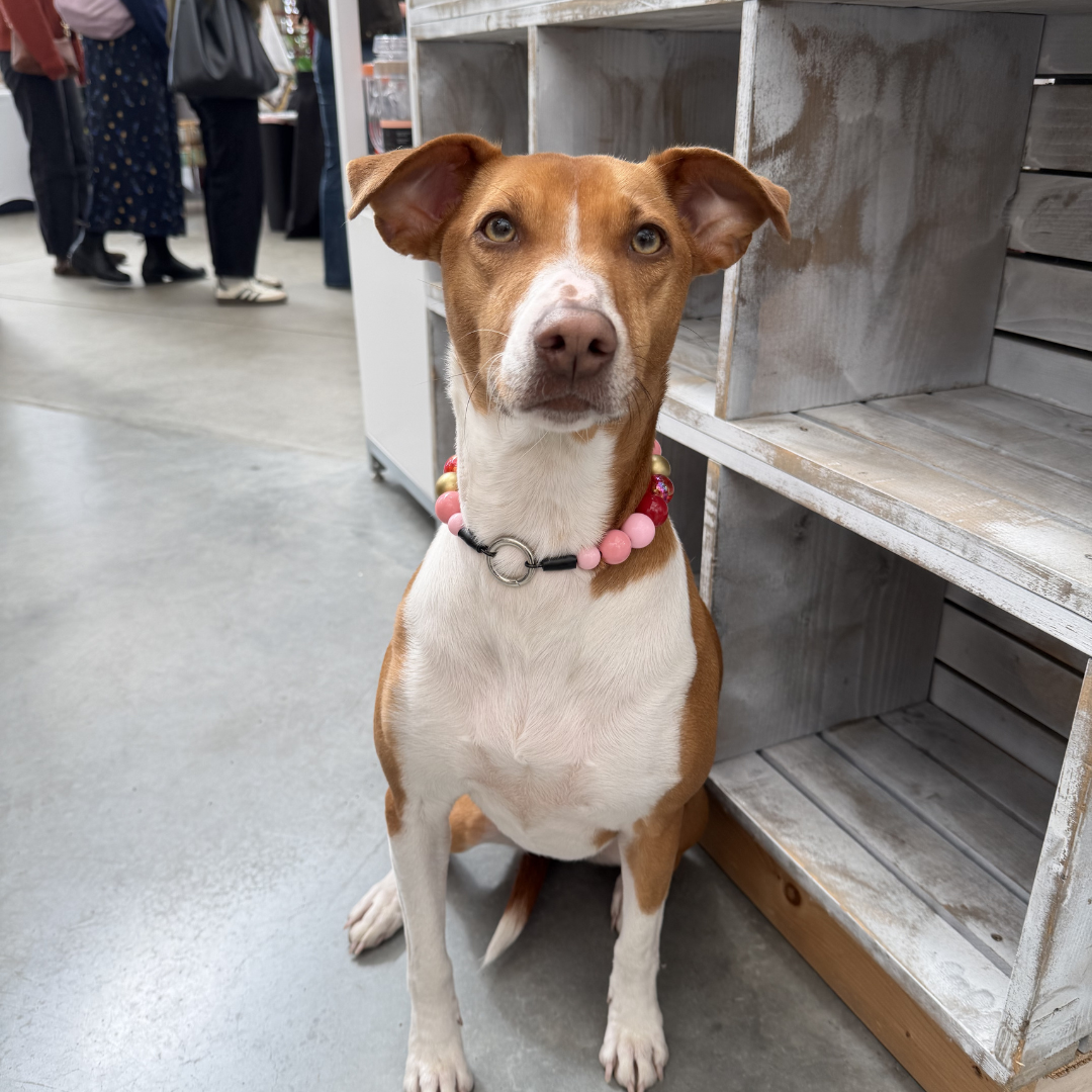 Brown and white dog with a colorful collar sitting on a concrete floor.