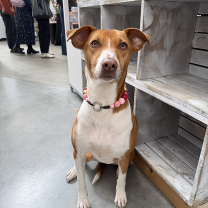 Brown and white dog with a colorful collar sitting on a concrete floor.