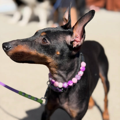 Dog wearing a pink beaded collar on a beach