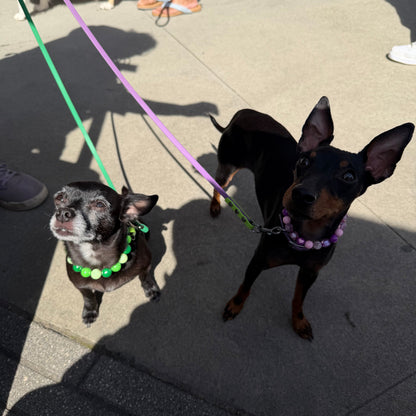 Two dogs on leashes standing on a sidewalk with a person partially visible.