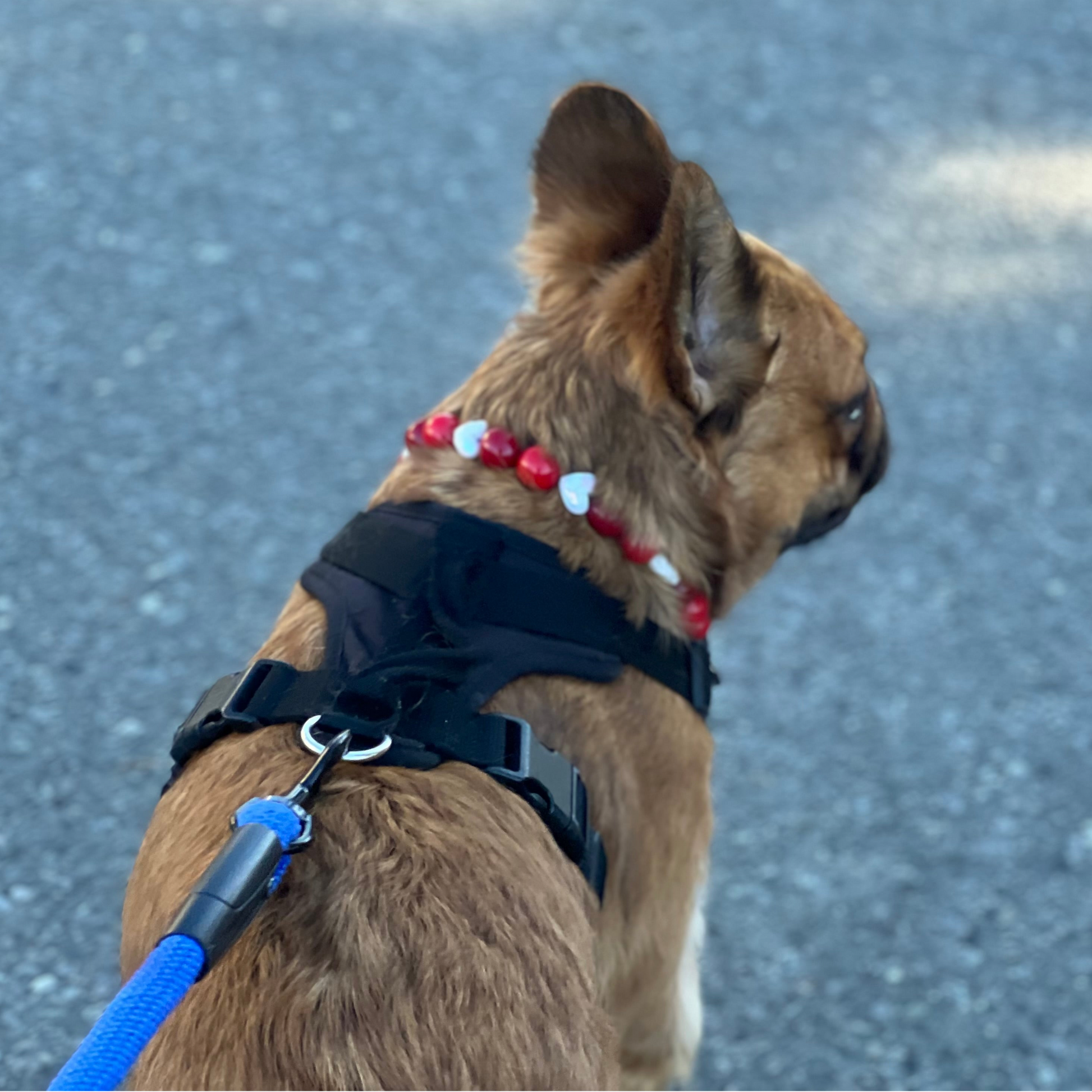 Dog wearing a harness and red collar on a blurred road background