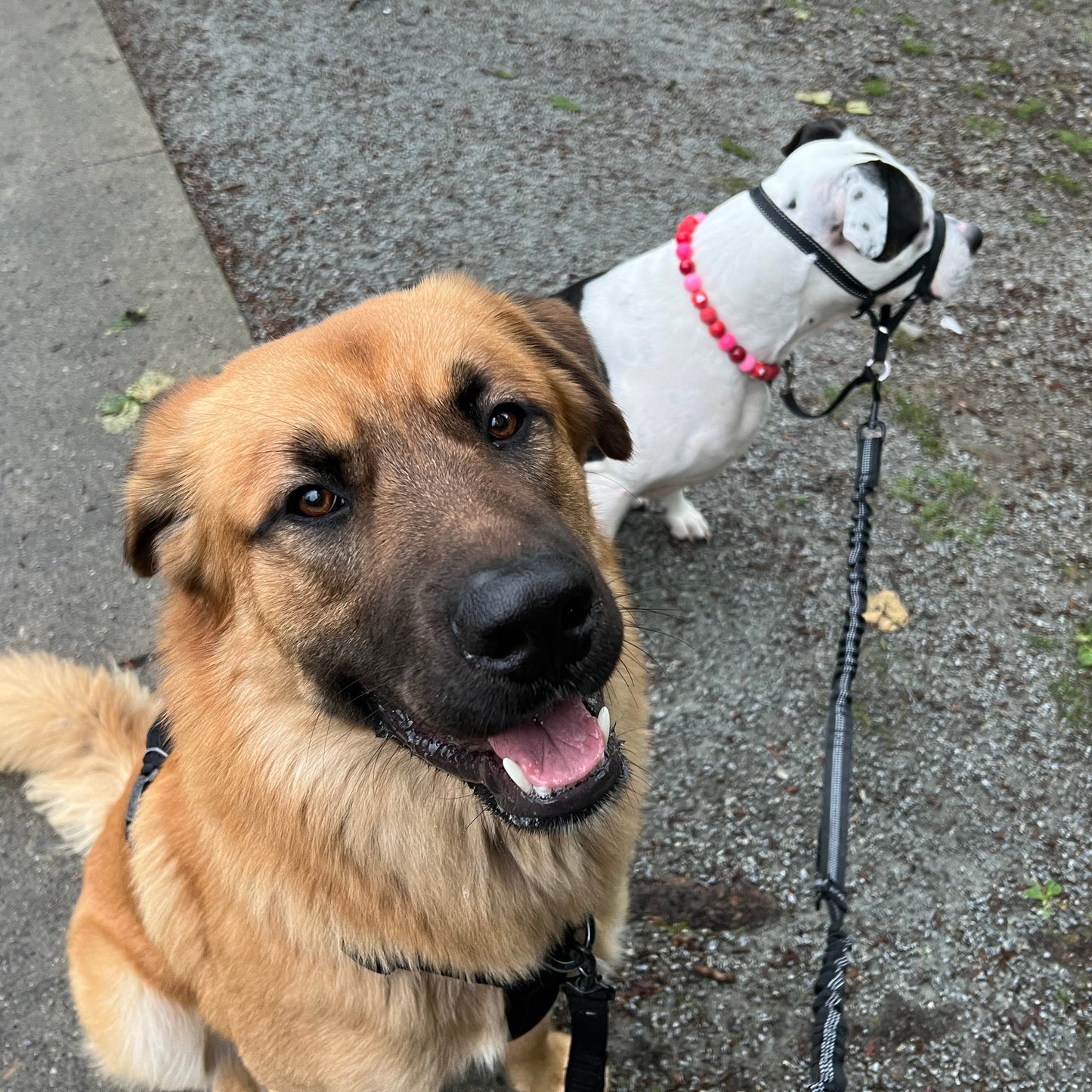 Two dogs on a leash, one large brown dog and one small white dog with a red collar, on a sidewalk.