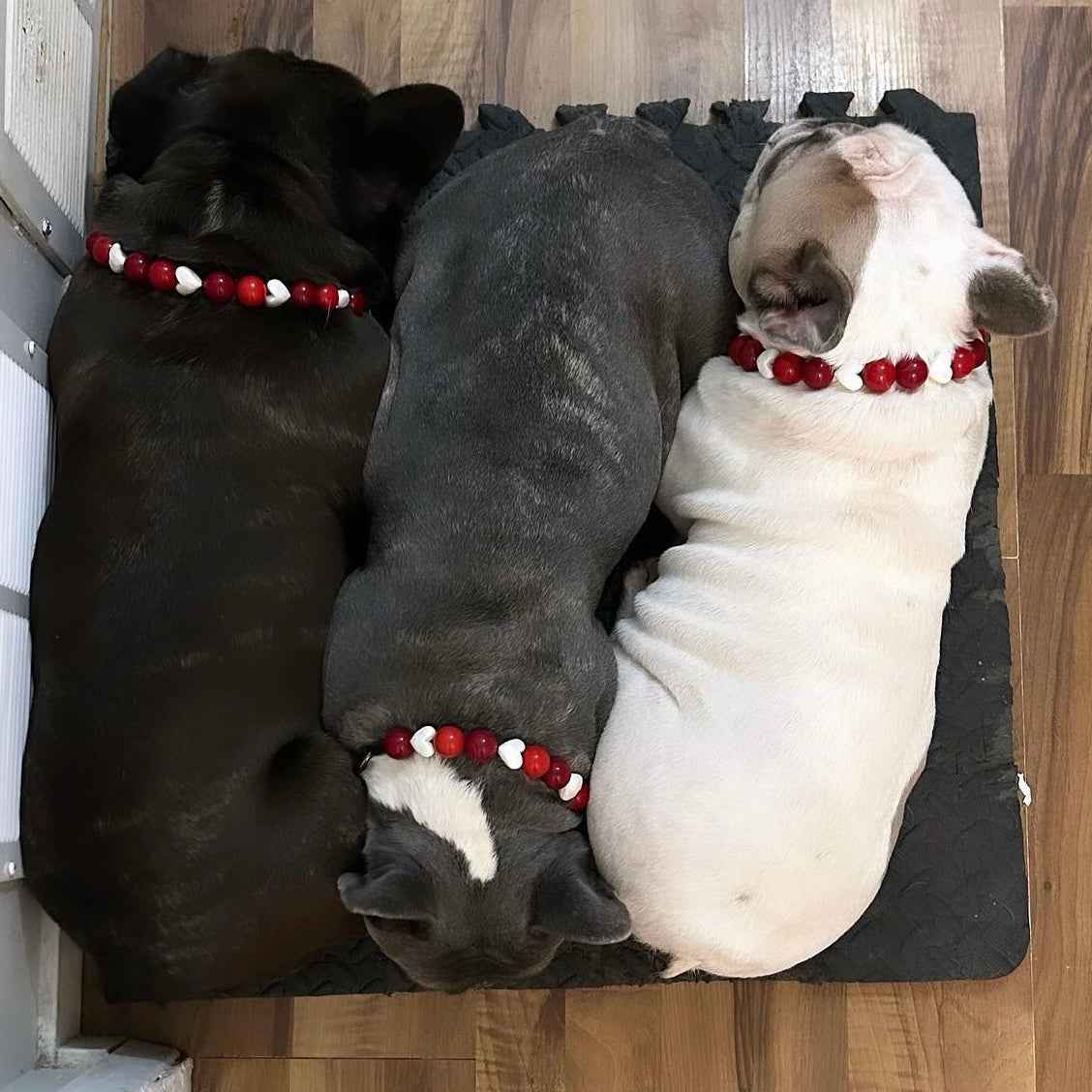 POPNCO Cinnamon Hearts Beaded Pet Collar. Red and White Acrylic and Resin Beads on Aircraft Grade Stainless Steel Wire.Three French bulldogs cuddling wearing Cinnamon Hearts Handmade Slip on Beaded Pet Collar made with acrylic light red and bright red beads mixed with faceted white heart beads - customizable - Durable - adorable - Valentines Collection Dog Collar