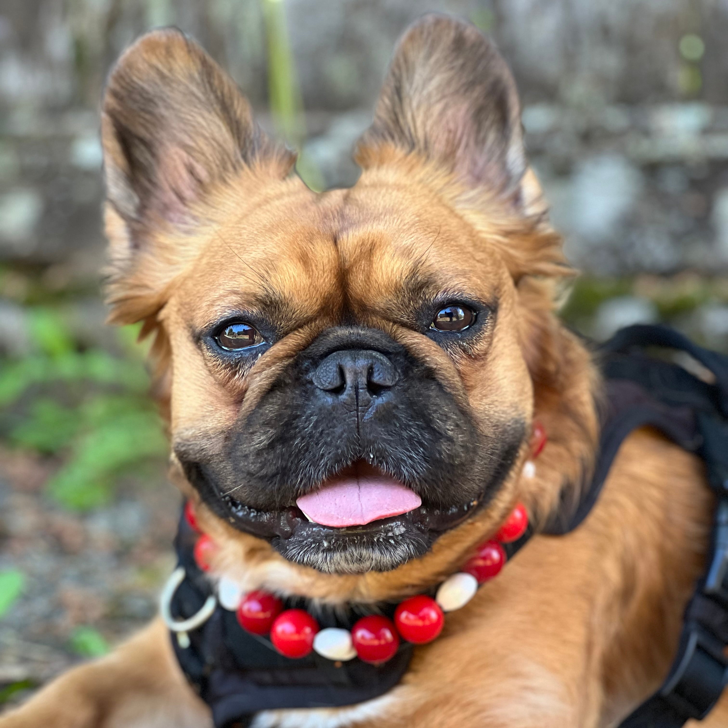 Dog wearing a red and white beaded collar with a blurred natural background