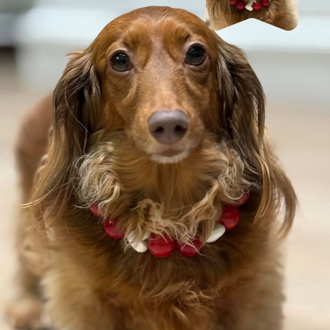 Cute Small Dog wearing a red and white collar called Cinnamon Hearts from the POPNCO Beaded pet Collar Valentines Collection with a blurred background