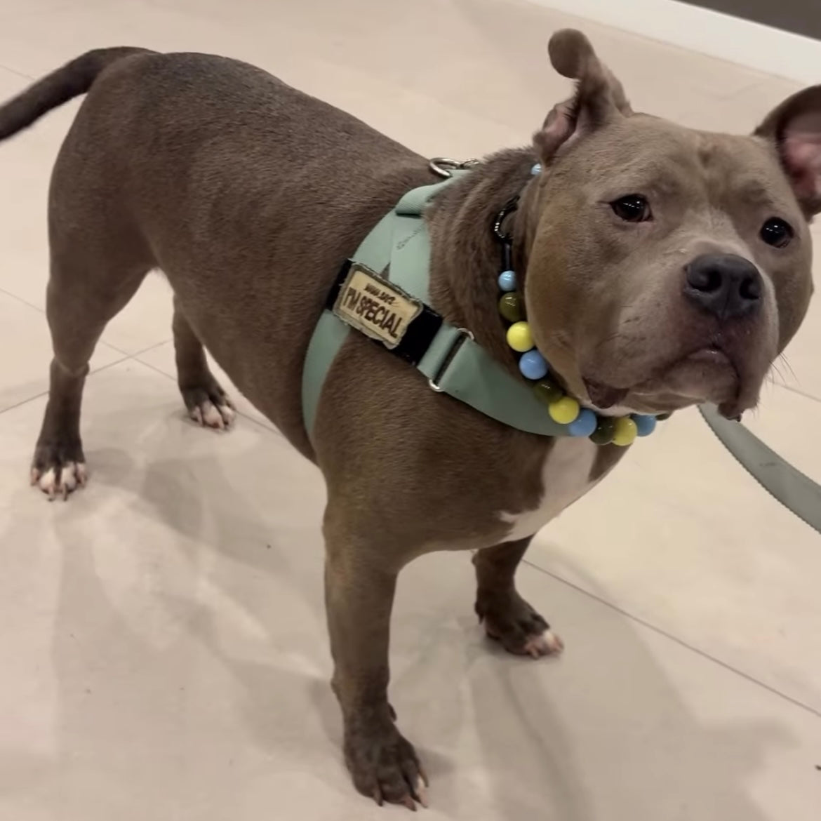 Dog wearing a harness and colorful collar on a tiled floor
