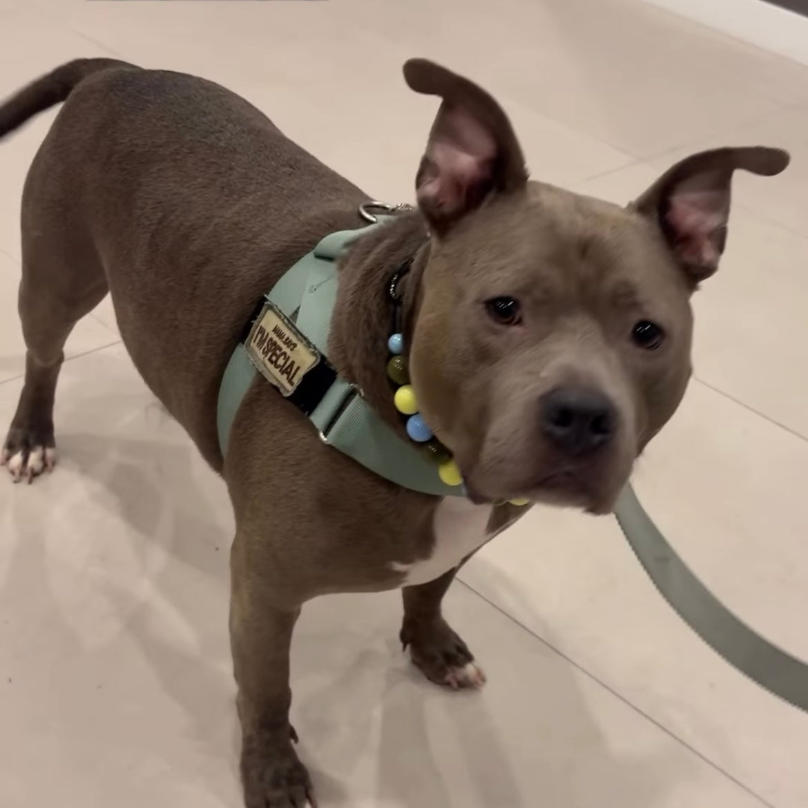 Dog wearing a harness and colorful collar on a tiled floor
