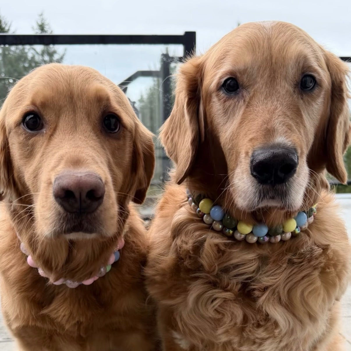 Two golden retrievers wearing colorful collars in front of a glass door. POPNCO beaded collar, Beaded dog collar, Breathable dog collar, Breathable dog collars, cat collar, Comfortable Dog Collar, dog collar, Durable dog collar, fashion collar, Pet accessories, pet collar, Popnco dog collar, slip on collar, Slip on dog collar, Stylish dog collar