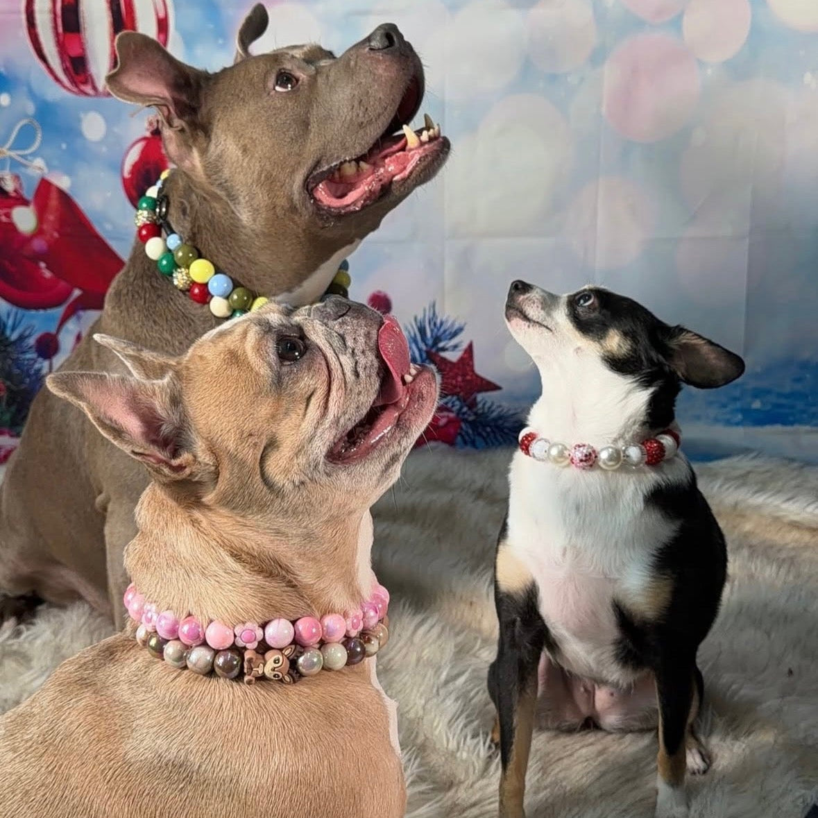 Three dogs wearing colorful necklaces against a festive background with balloons and stars. POPNCO beaded collar, Beaded dog collar, Breathable dog collar, Breathable dog collars, cat collar, Comfortable Dog Collar, dog collar, Durable dog collar, fashion collar, Pet accessories, pet collar, Popnco dog collar, slip on collar, Slip on dog collar, Stylish dog collar