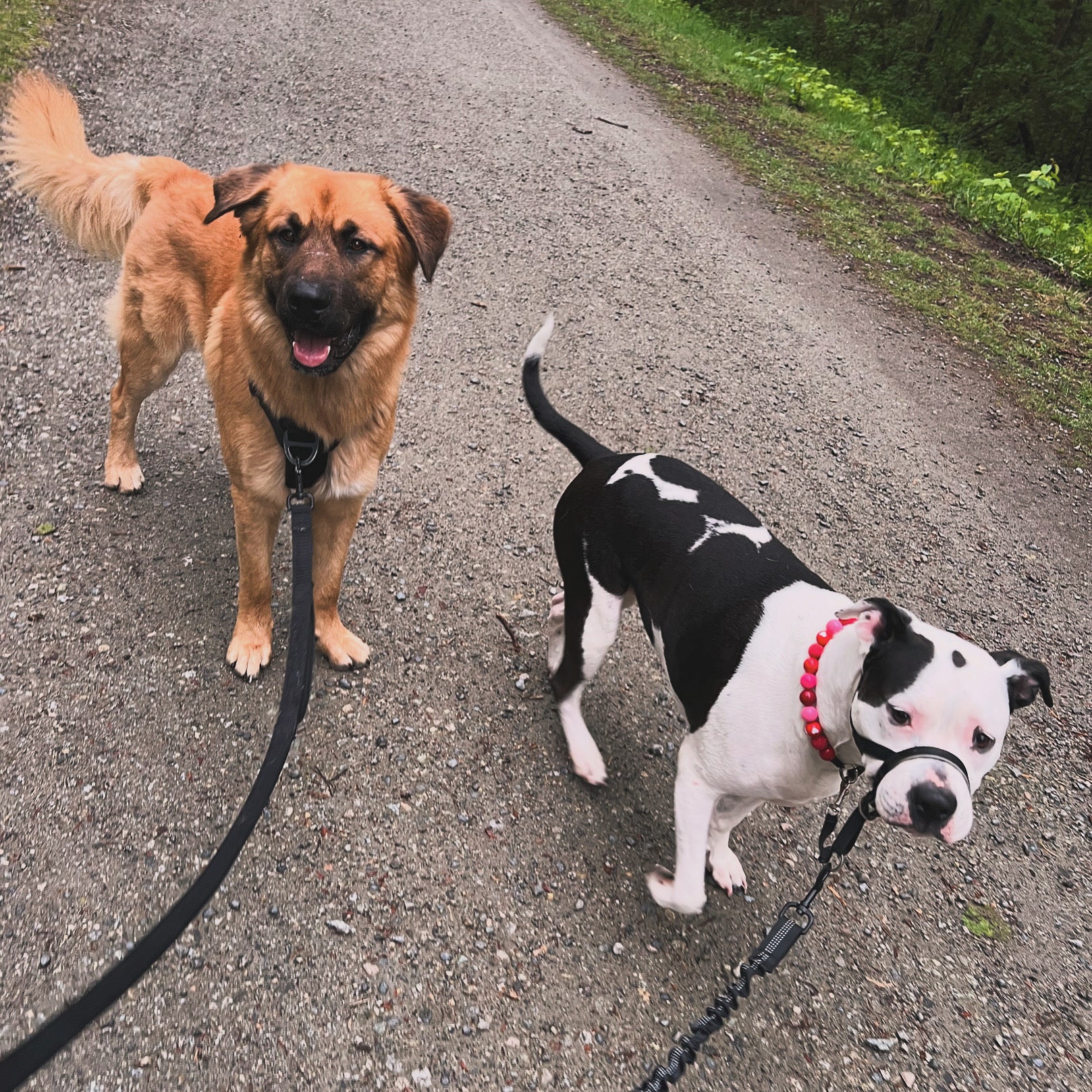 Two dogs on a leash standing on a gravel path with grass and trees in the background.