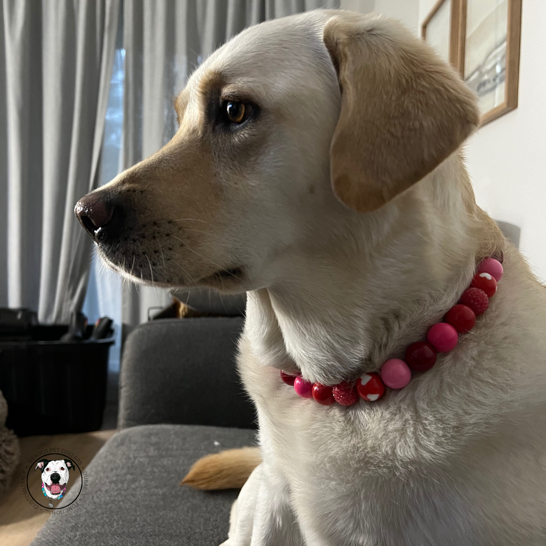 POPNCO Cupid Beaded Pet Collar. Valentines Holiday Collection pink and red acrylic and resin beads on aircraft grade stainless steel wire. Lab wearing The Cupid - Handmade Slip on Beaded Pet Collar made with acrylic light pink and bright pink, red and red heart beads - customizable - Durable - adorable - Valentines Collection Dog Collar