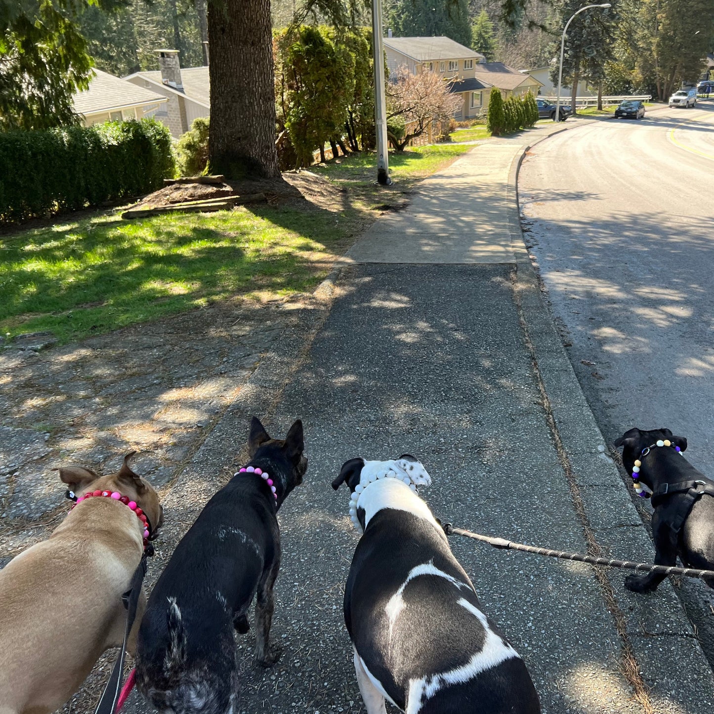 Walking dogs - The Pearl- Slip on Beaded dog Collar - Made with Pearl acrylic beads - aircraft stainless steel and a o ring - Durable - handmade - customizable - comfortable 