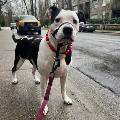 POPNCO Cupid Beaded Pet Collar. Valentines Holiday Collection pink and red acrylic and resin beads on aircraft grade stainless steel wire. Dog on a leash in an urban setting with buildings and vehicles in the background