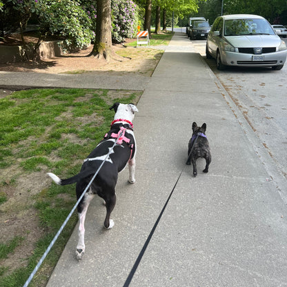 1 Hour On Leash Dog Walk with Lisa