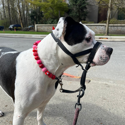 POPNCO Cupid Beaded Pet Collar. Valentines Holiday Collection pink and red acrylic and resin beads on aircraft grade stainless steel wire. Dog wearing a red beaded collar and black harness on a street