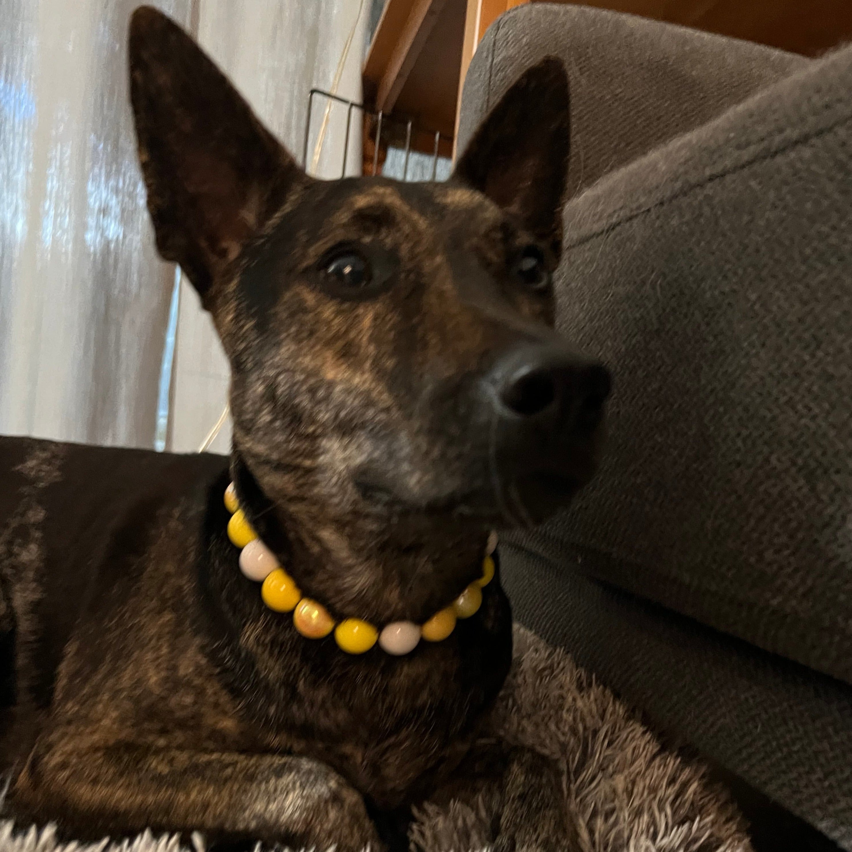 Cute dog wearing The Daisy - Handmade Slip on Beaded Pet Collar made with white and yellow acrylic beads - customizable - Durable - adorable - Flower Collection  POPNCO beaded collar, Beaded dog collar, Breathable dog collar, cat collar, Comfortable Dog Collar, dog collar, Durable dog collar, Easy to clean dog collar, fashion collar, handmade, Pet accessories, pet collar, slip on collar, Slip on dog collar, Stylish dog collar, yellow collar
