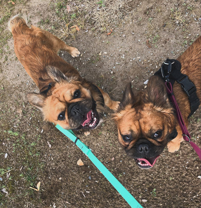 1 Hour On Leash Dog Walk with Lisa