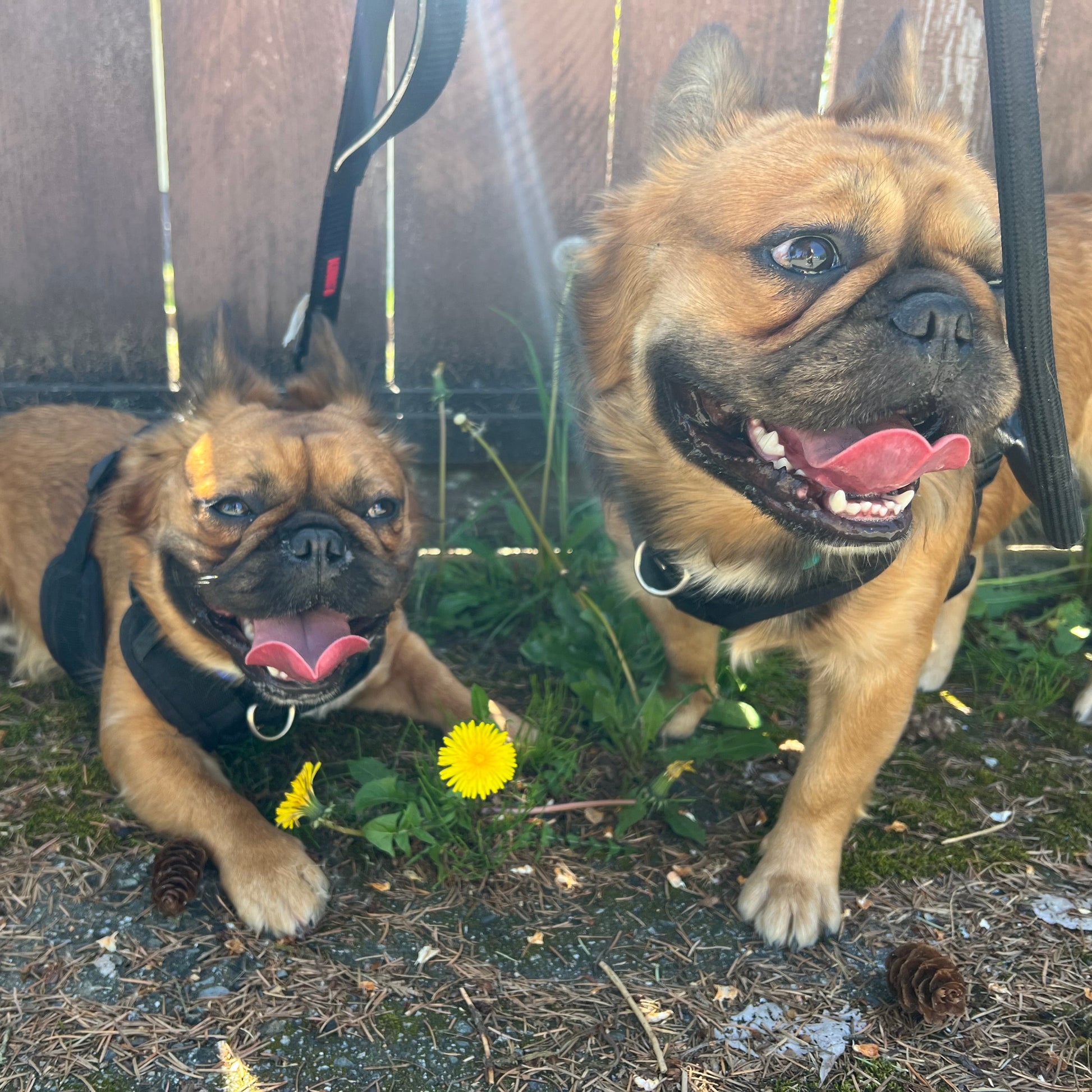 Two dogs on leashes standing on a grassy area with a wooden fence in the background.