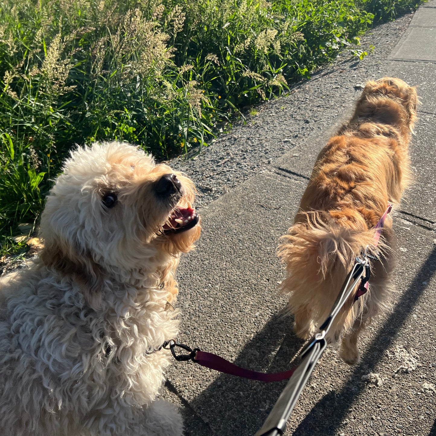 Two dogs on a leash walking on a path with grass on the side.