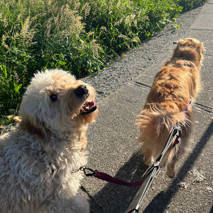 Two dogs on a leash walking on a path with grass on the side.