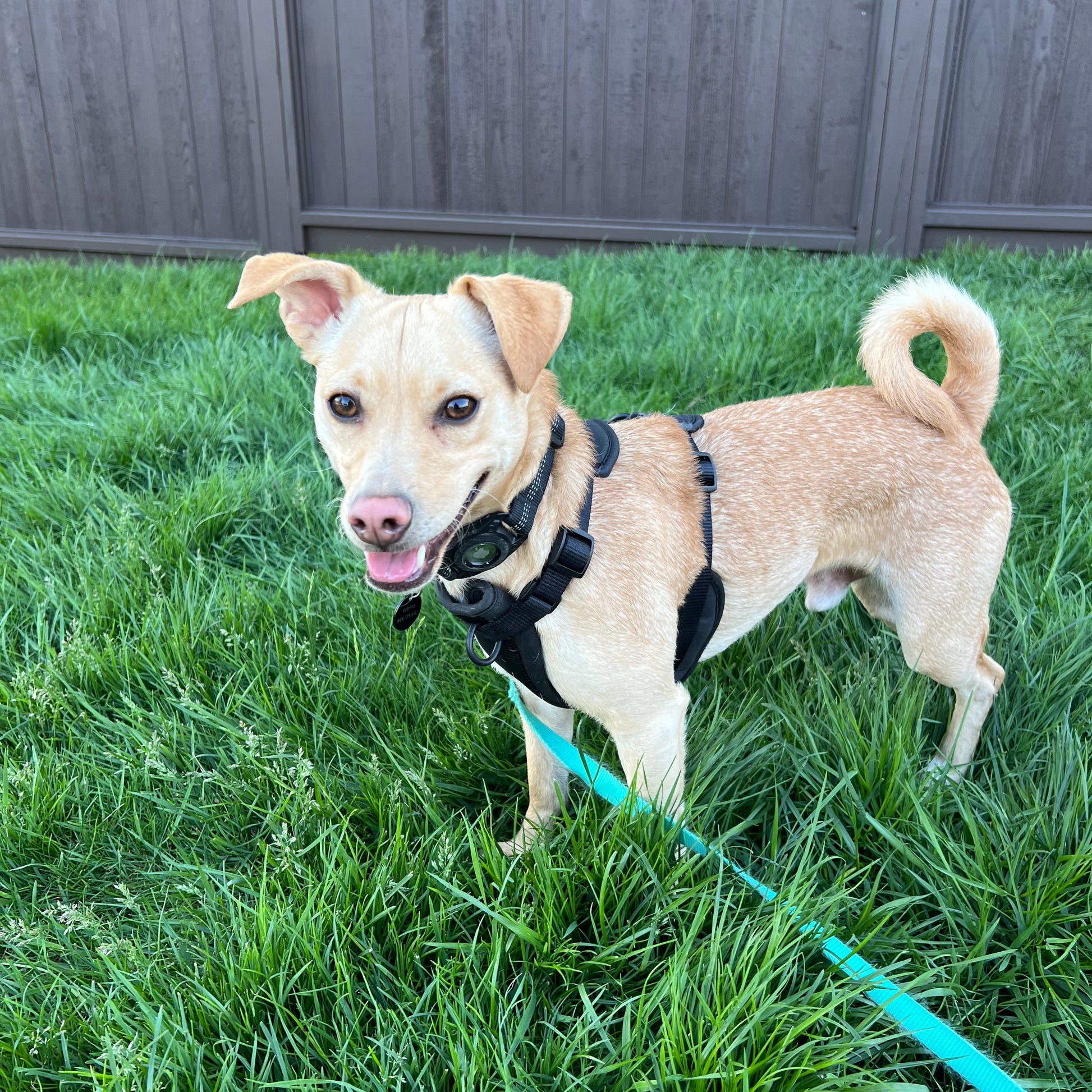 Dog on a leash lying on grass next to a wooden deck