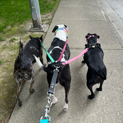 1 Hour On Leash Dog Walk with Lisa