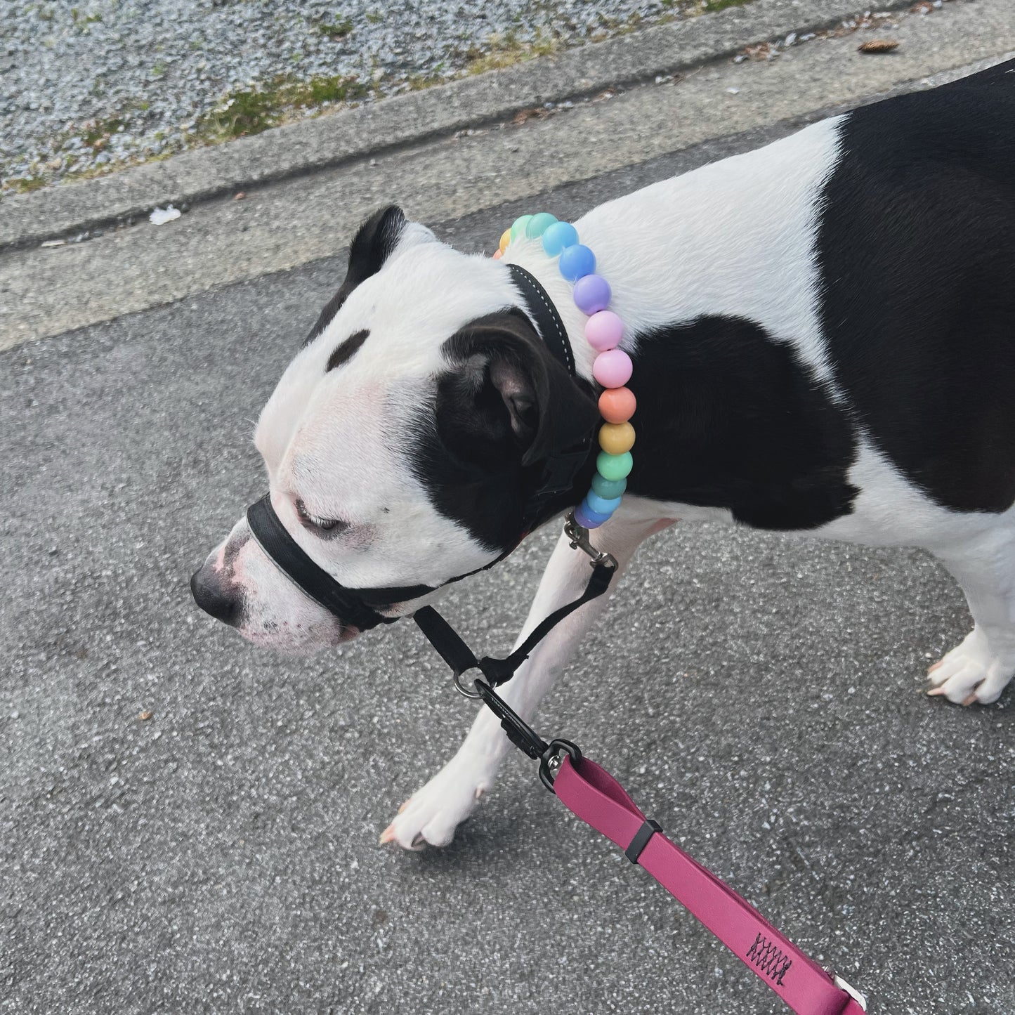 1 Hour On Leash Dog Walk with Lisa