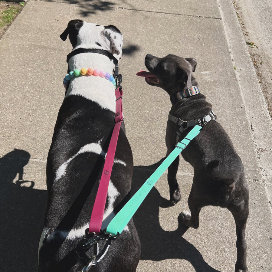 1 Hour On Leash Dog Walk with Lisa