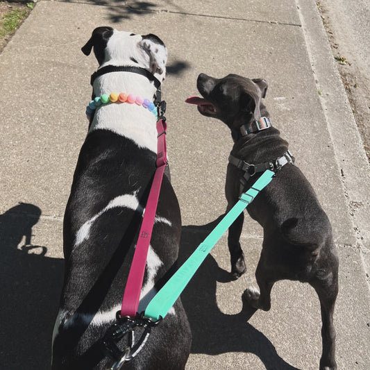 1 Hour On Leash Dog Walk with Lisa