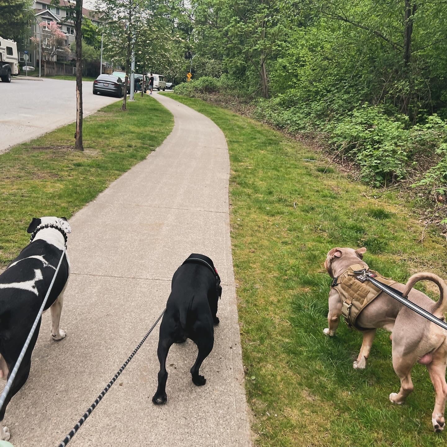 1 Hour On Leash Dog Walk with Lisa