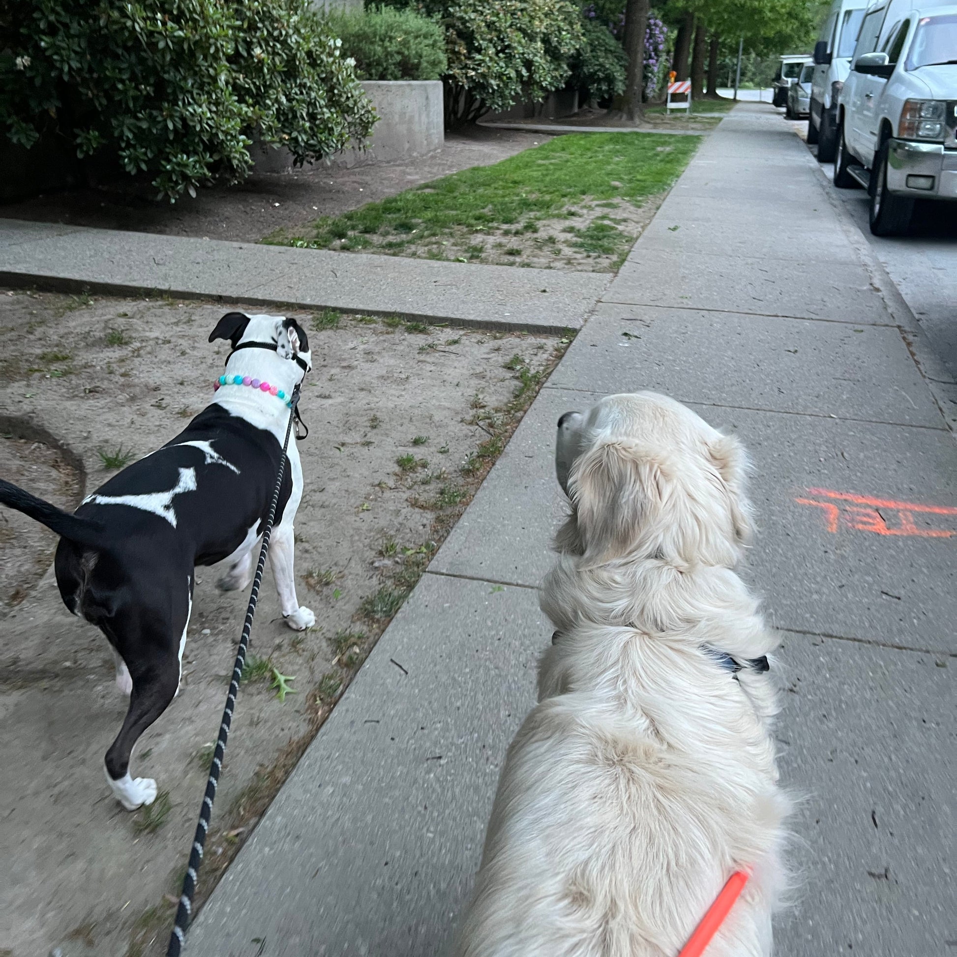 Two dogs on a leash walking along a sidewalk with a car and trees in the background.