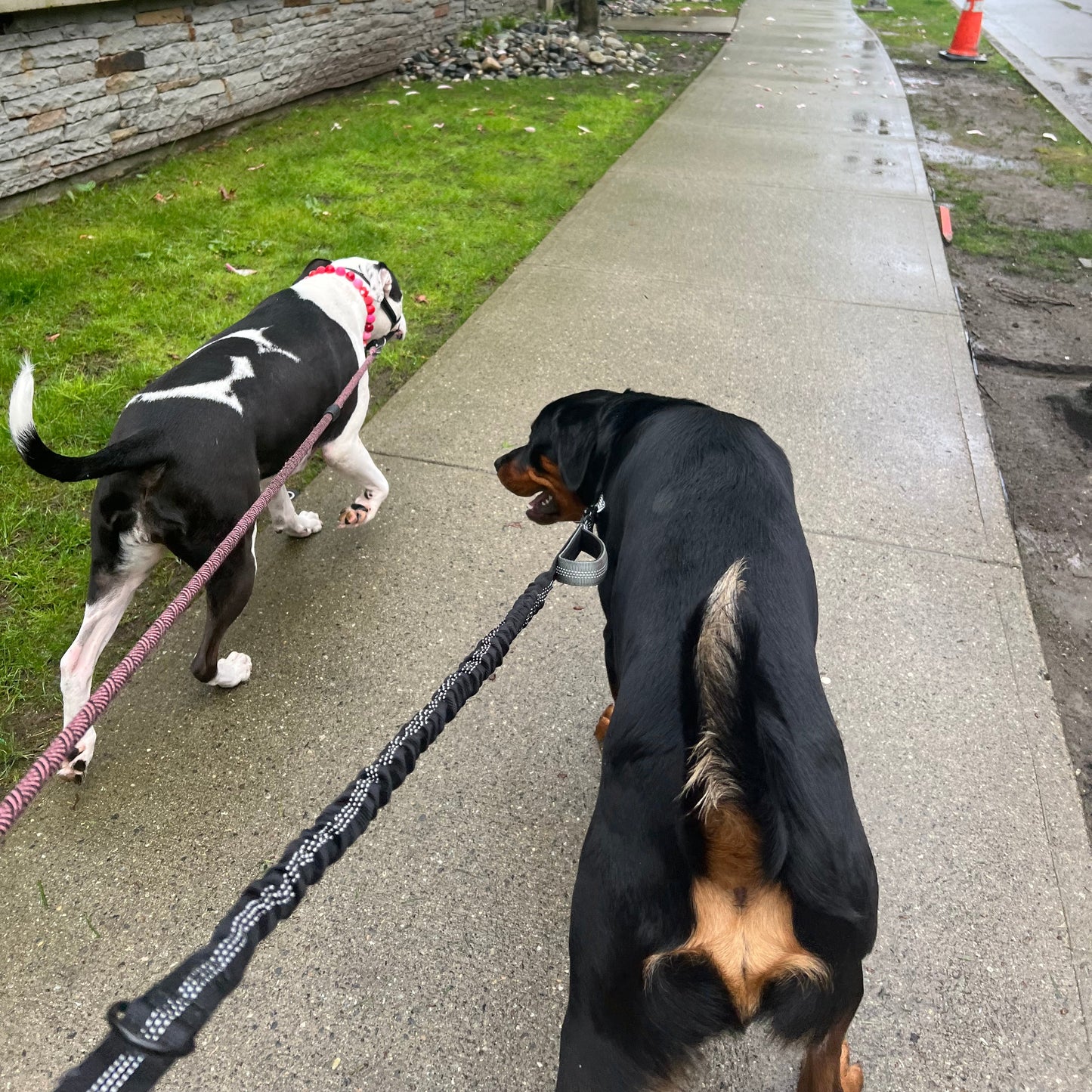 Two dogs on a leash walking along a sidewalk next to a grassy area.