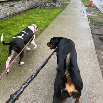 Two dogs on a leash walking along a sidewalk next to a grassy area.