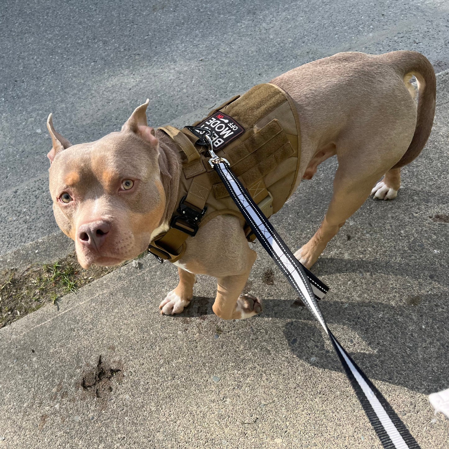 Dog wearing a harness on a leash on a concrete surface